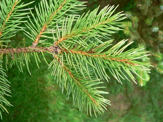 {Picea rubens}